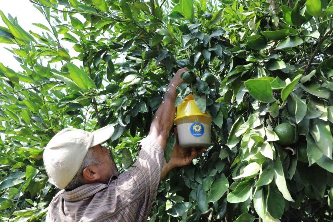 Yüreğir’de Akdeniz Meyve Sineği İle Etkin Mücadele