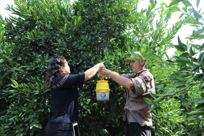 Yüreğir’de Akdeniz Meyve Sineği İle Etkin Mücadele
