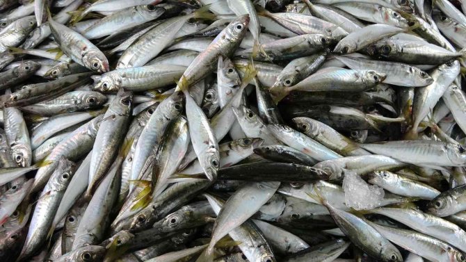 Av Sezonunun Başlamasıyla Tezgâhlarda Balık Çeşitliliği Arttı