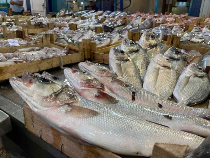 Av Sezonu Açıldı, Balık Hali Balıkla Doldu