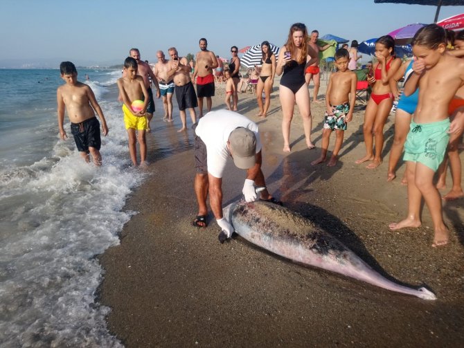 Kuşadası’ndaki Yunus Ölümü Tedirgin Etti