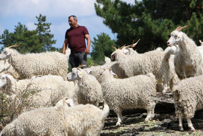 Tiftik Keçisi Seben’de Koruma Altına Alınıyor