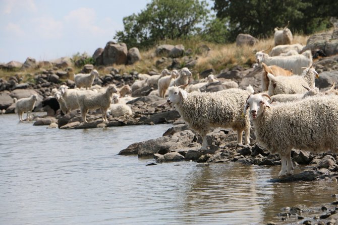 Tiftik Keçisi Seben’de Koruma Altına Alınıyor