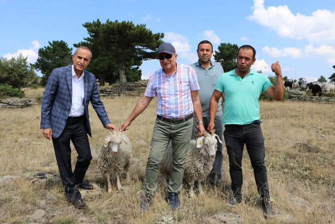 Tiftik Keçisi Seben’de Koruma Altına Alınıyor