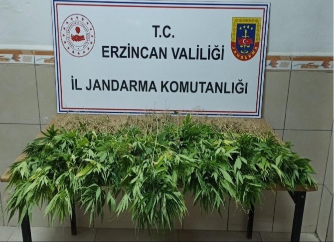 Erzincan’da Ağustos Ayı İçerisinde Kenevir, Sikke, Tabanca Ele Geçirildi