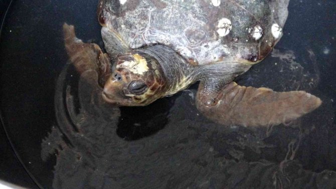 Başından Yaralanan Caretta Caretta Tedavi Altına Alındı