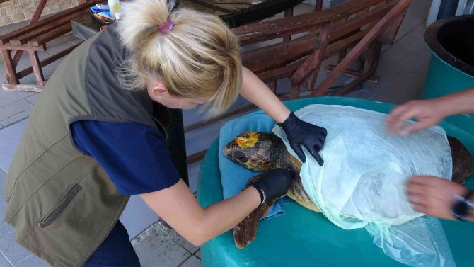 Başından Yaralanan Caretta Caretta Tedavi Altına Alındı