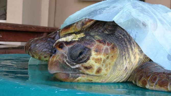 Başından Yaralanan Caretta Caretta Tedavi Altına Alındı