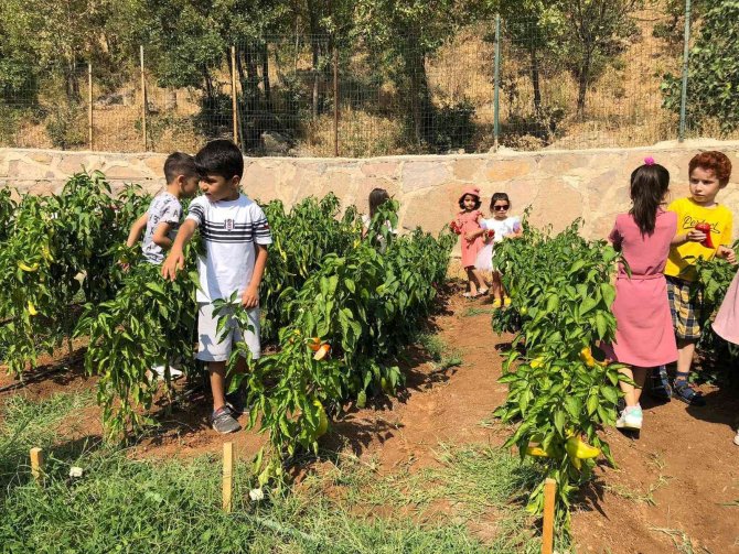 Çukurcalı Öğrenciler Elleriyle Yetiştirdikleri Ürünleri Topladı