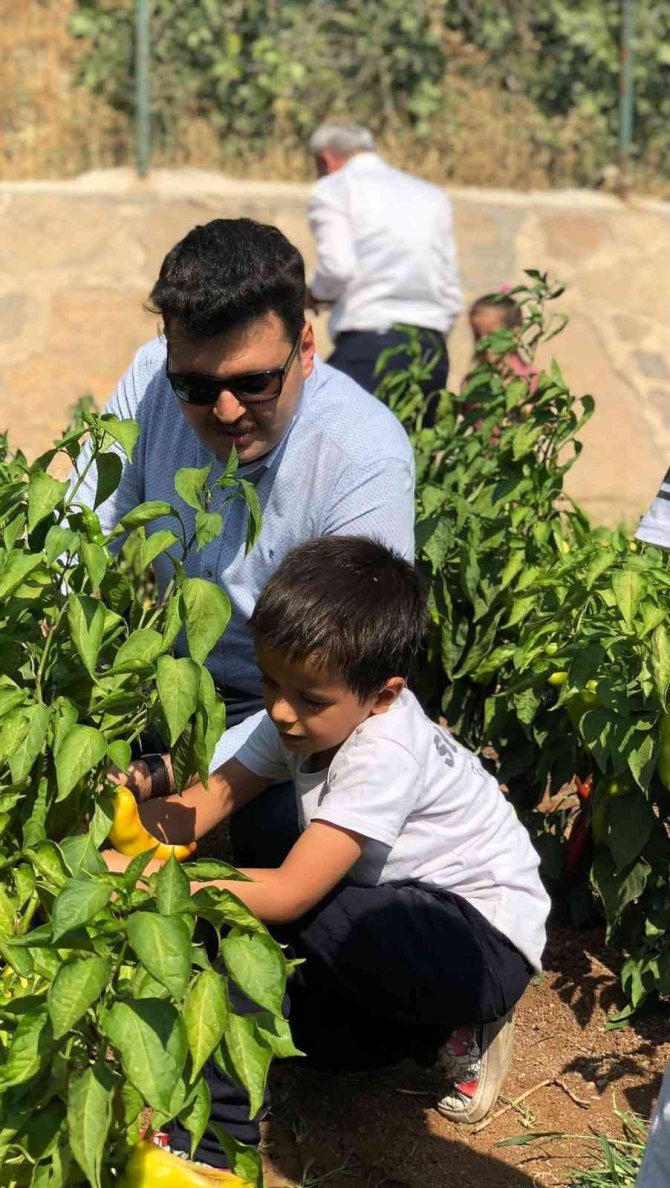 Çukurcalı Öğrenciler Elleriyle Yetiştirdikleri Ürünleri Topladı
