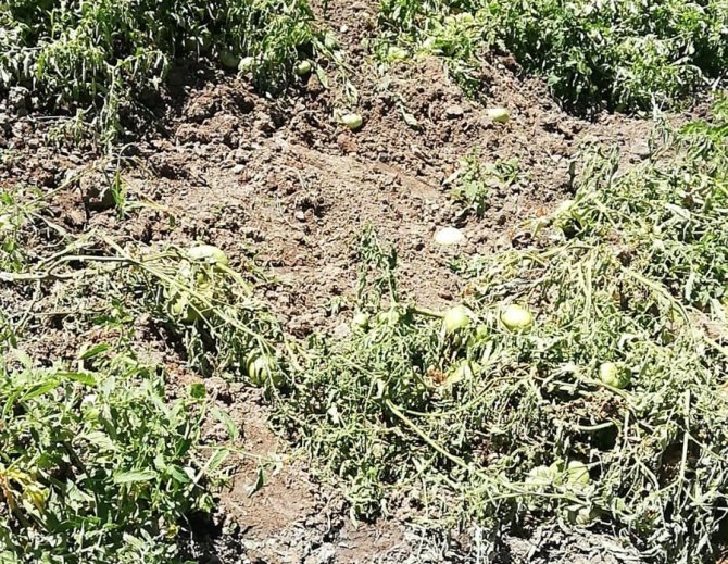 Hakkari’de Yabani Domuzlar Bağ Ve Bahçelere Dadandı