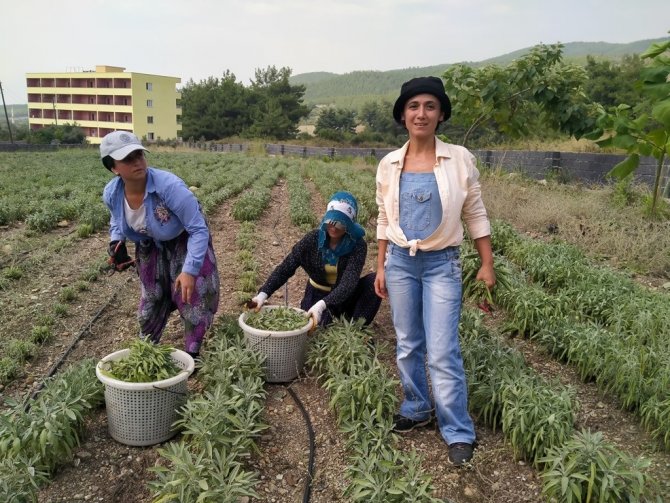 Hatay’da Alternatif Ürün Adaçayı Hasadı Yapıldı