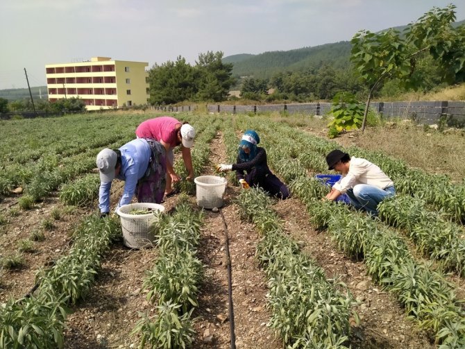Hatay’da Alternatif Ürün Adaçayı Hasadı Yapıldı