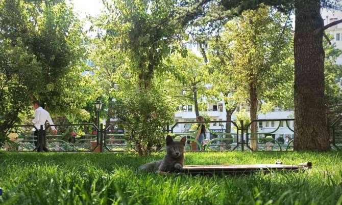 Sıcak Havalar Evcil Hayvanları Depresyona Sokabiliyor