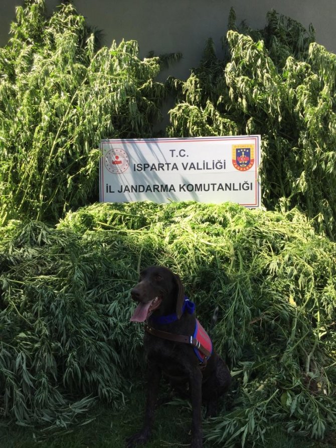 Isparta’da Tarlada 242 Kök Kenevir Ele Geçirildi, 5 Kişi Yakalandı