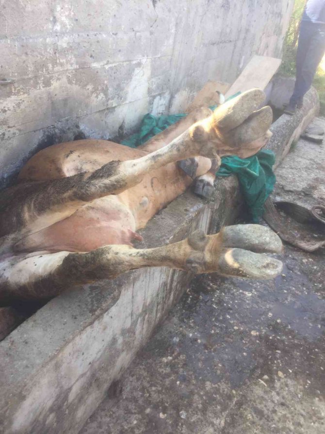 Su Oluğuna Sıkışan İneği Köylüler Kurtardı