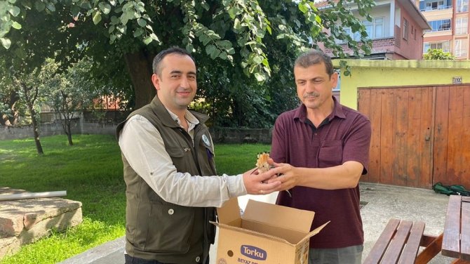 Yaralı Kızıl Şahin Ve İbibik, Tedavi Altına Alındı