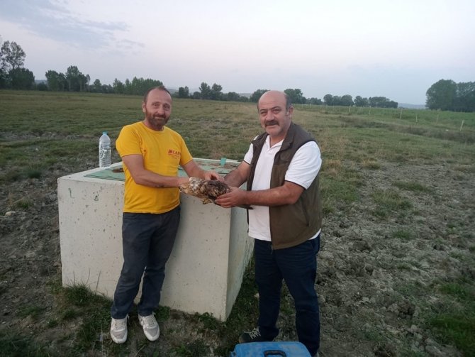 Yaralı Kızıl Şahin Ve İbibik, Tedavi Altına Alındı