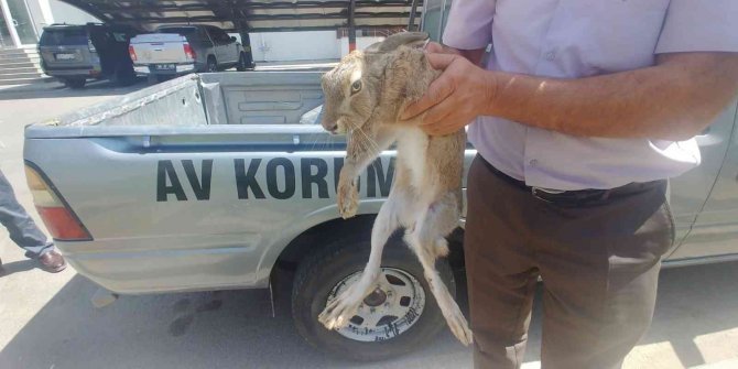 Yaralı Yaban Tavşanı Tedavi Altına Alındı