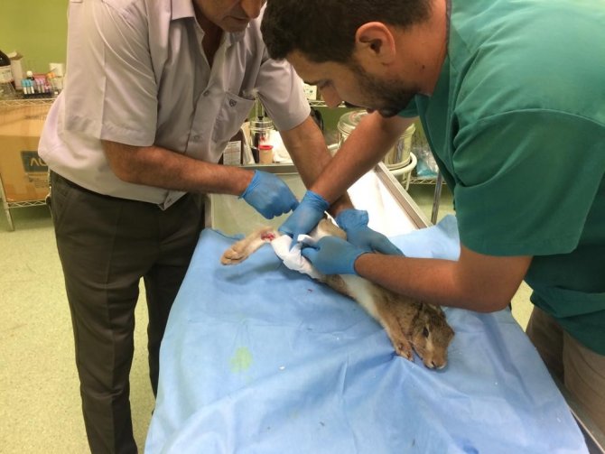 Yaralı Yaban Tavşanı Tedavi Altına Alındı