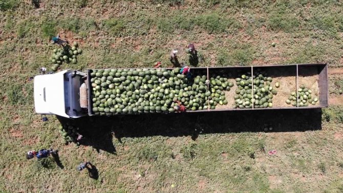 Delice Karpuzunda Hasat Sevinci