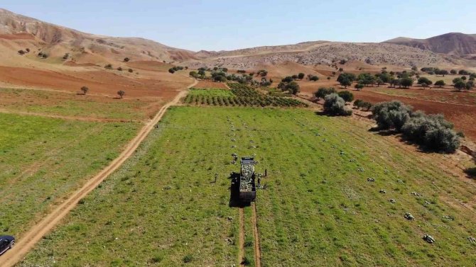 Delice Karpuzunda Hasat Sevinci