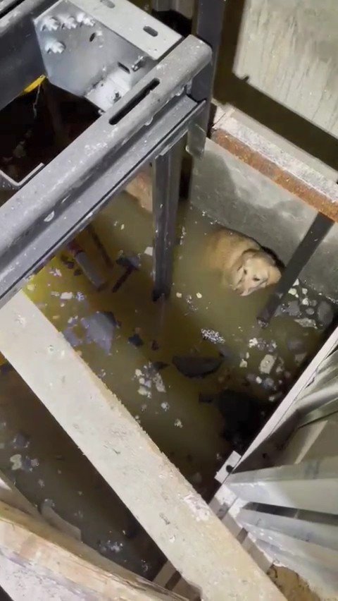 Asansör Boşluğuna Düşen Köpekleri İtfaiye Kurtardı