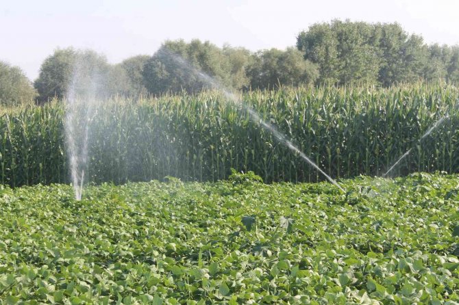 Manyaslı Çiftçi İkinci Ürün De Verim Sevinci Yaşıyor