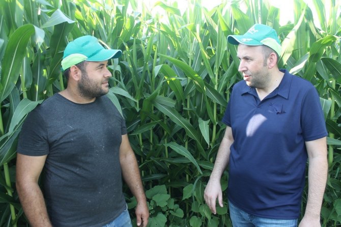 Manyaslı Çiftçi İkinci Ürün De Verim Sevinci Yaşıyor