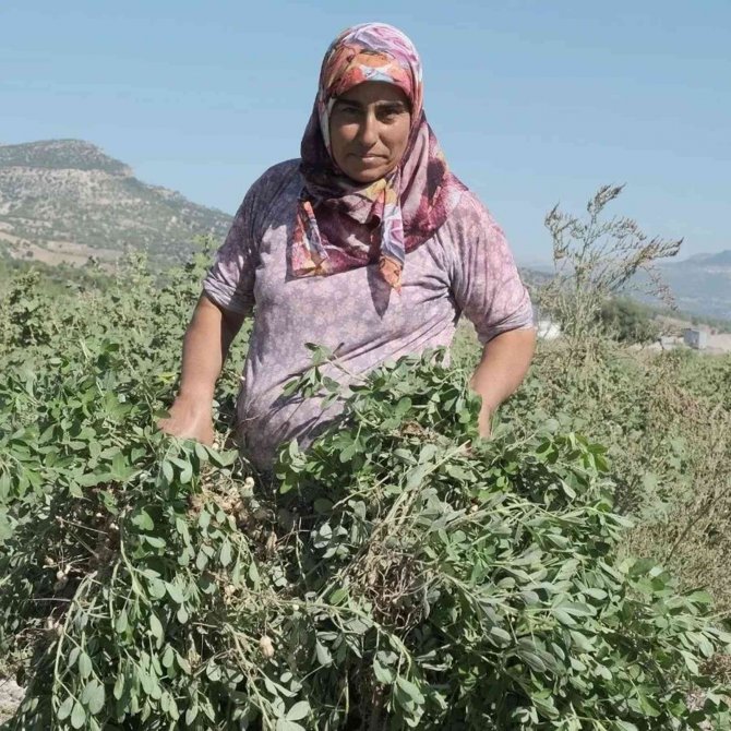Mut’ta Yer Fıstığında 800 Ton Rekolte Bekleniyor