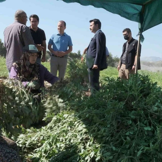 Mut’ta Yer Fıstığında 800 Ton Rekolte Bekleniyor