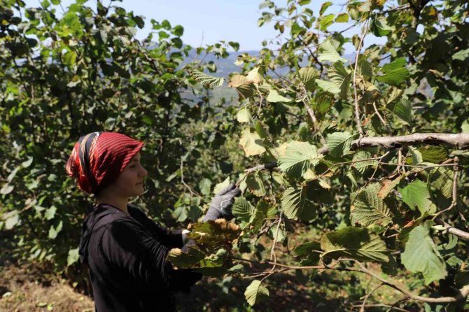 Fındıkta Yerli İşçi Sıkıntısına ‘Hilmi Güler Modeli’