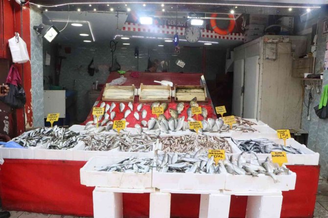 Balık Tezgahlarında İstavrit Bolluğu