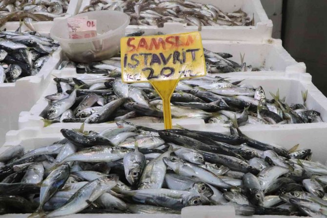 Balık Tezgahlarında İstavrit Bolluğu