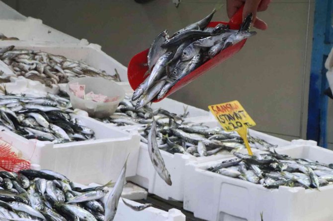 Balık Tezgahlarında İstavrit Bolluğu