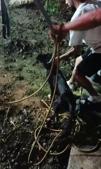 Irmak Kenarında Mahsur Kalan Köpeği İtfaiye Kurtardı