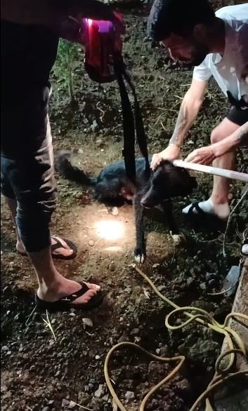 Irmak Kenarında Mahsur Kalan Köpeği İtfaiye Kurtardı
