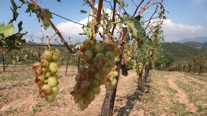 Sağanak Yağışla Birlikte Gelen Dolu, Çiftçinin Mahsulünü Vurdu