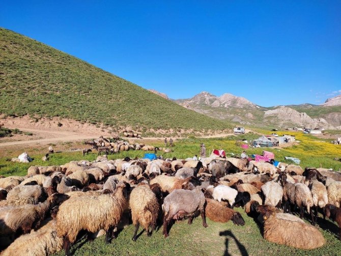 Göçerlerin Zorlu Yayla Yolculuğu Devam Ediyor