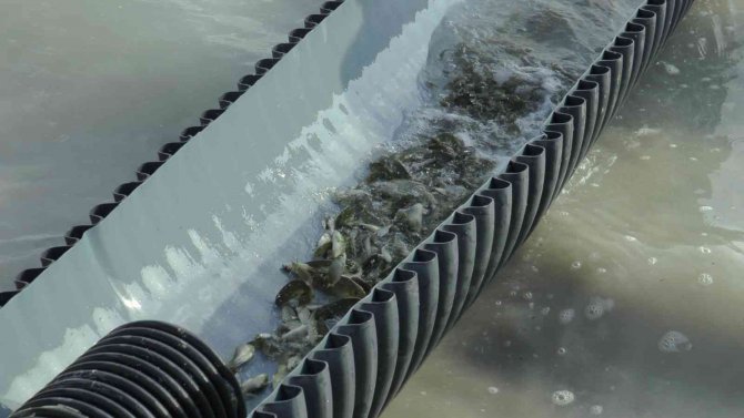 Kayseri’de 2 Milyon Yavru Sazan Balığı Sularla Buluşturuldu