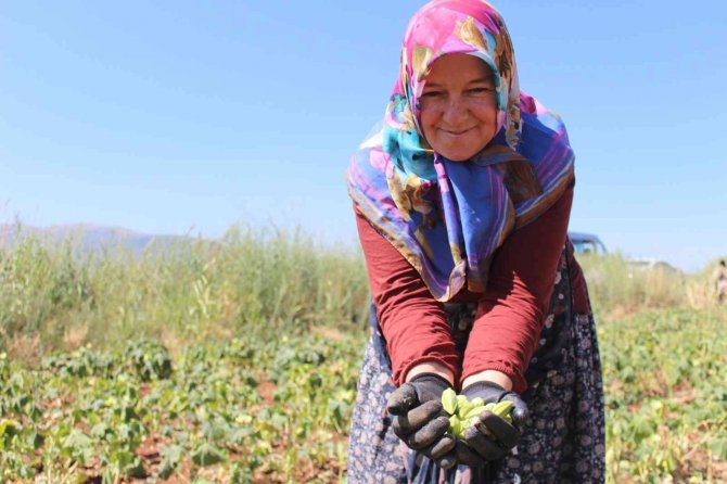 Kurusu Yaşından 4 Kat Daha Pahalı