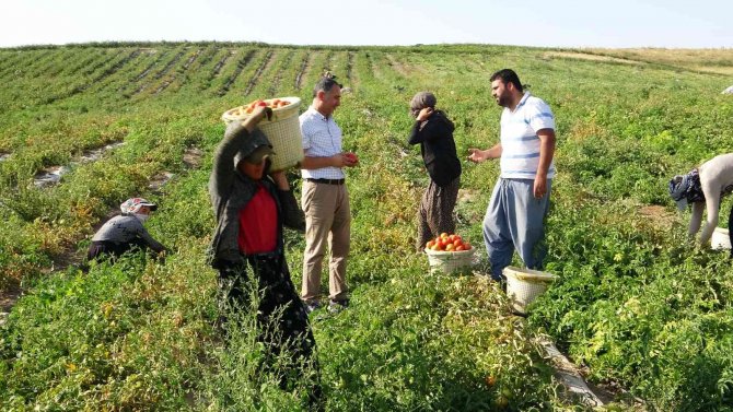 Van’da Meyve Ve Sebze Hasadı Üreticinin Yüzünü Güldürdü