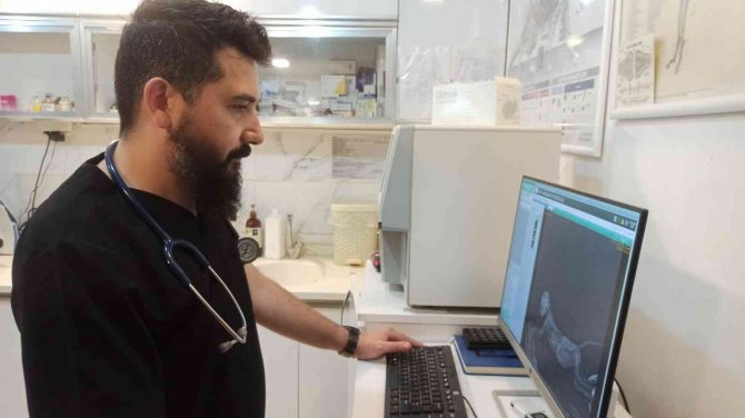 Sıcak Havalar Evcil Hayvanları Depresyona Sokabiliyor