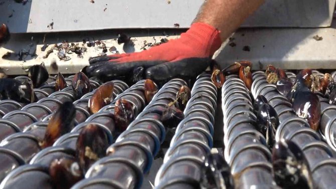 Türkiye’nin İlk Organik Midye Hasadı Yalova’da Yapıldı