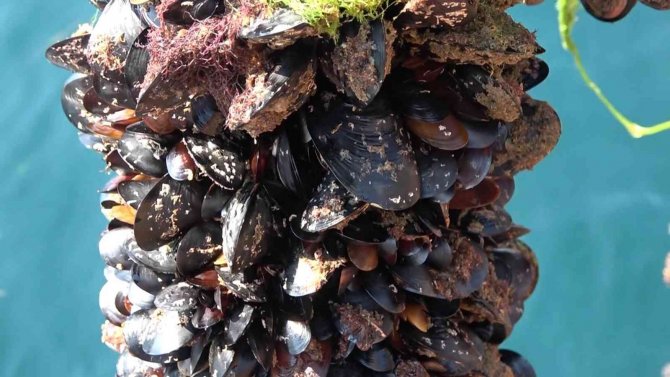 Türkiye’nin İlk Organik Midye Hasadı Yalova’da Yapıldı