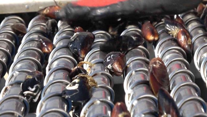 Türkiye’nin İlk Organik Midye Hasadı Yalova’da Yapıldı