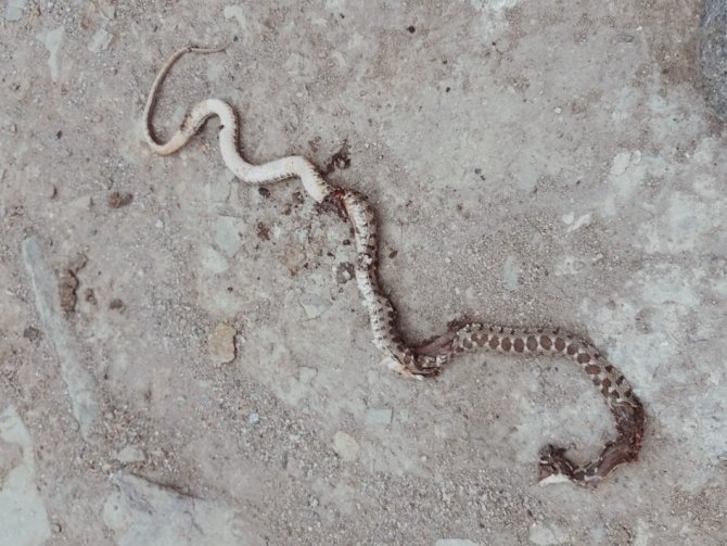 Yılanların Yuva Yaptığı Evlerinde Uyuyamıyorlar