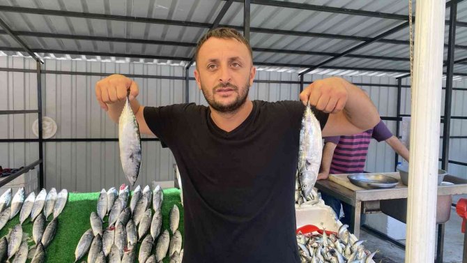 Tezgahlar Palamutla Doldu Taştı, Vatandaş Yoğun İlgi Gösterdi