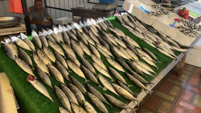 Tezgahlar Palamutla Doldu Taştı, Vatandaş Yoğun İlgi Gösterdi