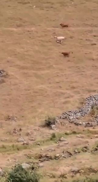 Artvin’de Ayı Yaylada Otlayan Hayvanlara Saldırdı Çobanın Tepkisi İlginç Oldu